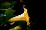 Une magnifique et dangereuse fleur de Burgmansia.&nbsp;© Mauro Rodrigues, Adobe Stock