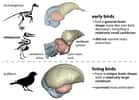 Les ancêtres des oiseaux vivants auraient eu une forme de cerveau très différente de celle des autres dinosaures. © Christopher Torres, Université du Texas, Austin, États-Unis