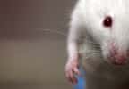 Quarante souris ont été envoyées dans l'espace pour étudier l'atrophie musculaire en micropesanteur. © Rama, CC by-sa 2.0
