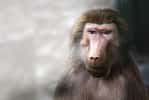 Les mères babouins pourraient ressentir le deuil ou un sentiment équivalent. © Ralph Lear, Adobe Stock