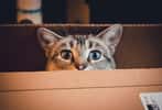 Les chats aiment se réfugier dans les boîtes en carton ; un abri qui les rassure. © William-C, Flickr