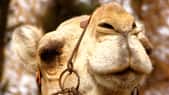 Une nouvelle maladie à prion touche les chameau en Afrique du nord. © Jennifer D, Filckr, licence CC