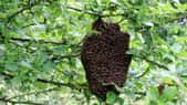 Essaimage d'abeilles installé sur la branche d'un arbre, entre avril et juin. © Roi David, Adobe Stock
