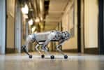 Après les sauts périlleux et le passage d'obstacles, Mini Cheetah a appris à courir. © Bryce Vickmark, MIT