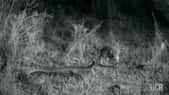 L'attaque d'un serpent à sonnette filmée en 500 images par seconde