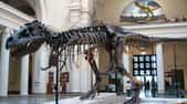 Sue, le T-rex du musée de Chicago, l’un des plus grands carnassiers de tous les temps. © Steve Richmond, Wikimedia Commons, cc by 2.0