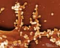 Cellule infectée par le VIH examinée au microscope électronique à balayage. © Philippe Roingeard, Inserm