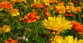 Les plantes à fleurs sont des angiospermes. © Jan-Mallander, Pixabay, DP