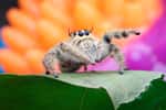 Les salticidae, ou araignées sauteuses, font partie des rares araignées à se servir principalement de leurs yeux pour chasser. En contrepartie, elles ne tissent quasiment pas de toile. © itthipol13711723, Adobe Stock