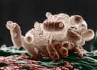 Escherichia coli, une bactérie intestinale présente chez les mammifères, au microscope électronique. Cette étude suggère que les micro-organismes digestifs influencent l’évolution des espèces chez la guêpe. © Microbe World, Flickr, cc by nc sa 2.0