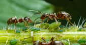 Il n’est pas rare, comme sur cette photo, de trouver des fourmis qui se promènent sur des plantes où sont installés des pucerons. C’est que les pucerons apprécient les sèves riches en sucre. Ce qui donne à leurs déjections – que l’on appelle le miellat -, un goût dont les fourmis raffolent.
Et au-delà de fréquenter les mêmes plantes, les fourmis vont même jusqu’à élever les pucerons comme nous le faisons avec le bétail. Elles éloignent certains prédateurs et veillent à la propreté des colonies. Il leur arrive aussi d’aider les pucerons à se déplacer lorsque la sève vient à leur manquer. © Szasz-Fabian Jozsef, Fotolia