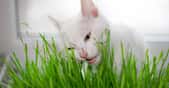 Les chats mangent essentiellement de l’herbe pour vomir les poils qu’ils avalent en faisant leurs toilettes. © mironovm, Fotolia