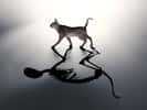 Une métaphore du chat de Schrödinger dans un état de superposition quantique où il est à la fois mort et vivant. © Mopic, Shutterstock