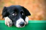 Un chien au contact de son maître, illustrant le lien émotionnel fort entre l’homme et l’animal. © Real Moment, Adobe Stock