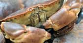 Tourteau et araignée de mer sont différents types de crabes. © Richard Villalon, Fotolia