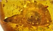 Le corps mou d’un escargot fossilisé dans l’ambre et datant de l’époque de dinosaures. © Xing et al., Cretaceous Research, 2018