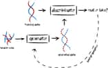 Une machine dite génératrice façonne un bruit aléatoire. Les données générées sont analysées par une machine dite discrimatrice, en comparaison avec une base de données réelles « d'entraînement ». Un algorithme produit alors des données artificielles, semblables aux vraies. © Yelmen et al. 2021