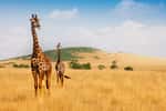 Chez les girafes mâles, la taille maximale serait de 5,80 mètres. Tandis qu'elle atteint 4,60 mètres chez les femelles. © Sergey Novikov, Adobe Stock