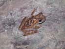 Des chercheurs ont découvert que les grenouilles arboricoles mâles réduisent leur attrait pour les prédateurs et les parasites en chevauchant leurs appels d'accouplement avec leurs voisins. © Henry Legett, Université Purdue