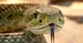L’herpétologie se consacre à l’étude des reptiles et des amphibiens. © Foto-Rabe, Pixabay, CC0 Creative Commons 
