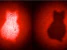 Le chat de Schrödinger est presque l'emblème du phénomène d'intrication quantique. Schrödinger lui-même était d'origine autrichienne et l'on peut voir comme un clin d'œil au célèbre physicien cette image obtenue avec des paires de photons intriqués par ses collègues et compatriotes. © Patricia Enigl, IQOQI