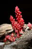 L'inflorescence rouge sanguine typique de Sarcodes sanguinea. © Mélinda, Flickr, Wikimedia Commons, CC by-sa 2.0