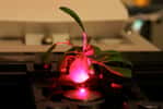 Il est possible, grâce aux nanomatériaux, d’améliorer l’absorption d’énergie lumineuse chez la plante Arabidopsis thaliana. © Juan Pablo Giraldo
