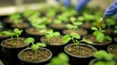 L'expérience ChlorISS menée à bord de l'ISS et sur terre (avec le concours de 4 500 établissements scolaires) consistera à faire germer des graines d’Arabette des dames et de mizuna. © savittree, Adobe Stock