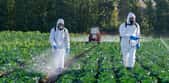L'usage des pesticides explose en France depuis 10 ans. © NataliAlba, Adobe Stock