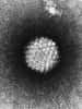 Papillomavirus observé au microscope électronique. © Laboratory of Tumor Virus Biology, NIH, DP