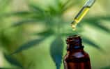 La consommation de CBD est en vogue, THC Protect offre une garantie « satisfait ou remboursé ». © EKKAPON, Adobe Stock