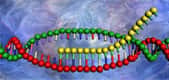 Les ARN sont fabriqués par une enzyme, l'ARN polymérase, à partir d'une séquence d’ADN. Certains, les ARN messagers (ou ARNm), codent pour des protéines, d’autres non, comme les longs ARN non codants. © Wikimedia Commons, DP
