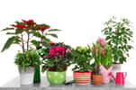Végétaliser votre intérieur en hiver avec des plantes vertes et fleuries.&nbsp;© Africa Studio, Adobe Stock