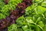 Profitez encore des salades tout l'hiver.&nbsp;© Iarygin Andrii, Adobe Stock