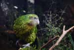 Un kākāpō perché sur une branche. © Lei Zhu NZ, Adobe Stock   