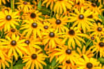 Le rudbeckia,&nbsp;plante à fleur annuelle ou vivace, apporte tout l'été une touche solaire au jardin. © Polarpx, Adobe Stock
