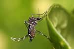 Aedes aegypti est vecteur de la dengue, du chikungunya, de la fièvre jaune et du virus Zika. © Muhammad Mahdi Karim, Wikipedia, GFDL 1.2 