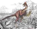Le nouveau dinosaure Anzu wyliei doit la première partie de son nom à un démon de la mythologie sumérienne, et la seconde au petit-fils d’un des membres du personnel du musée d’histoire naturelle Carnegie, à Pittsburgh, grand amateur de ces reptiles disparus. © Mark Klingler, Musée d’histoire naturelle Carnegie