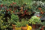 Le bonheur de cultiver des légumes et aromatiques sur un balcon. © PIXATERRA, Adobe Stock