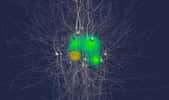 Le cerveau cache un univers encore inexploré ©  BBP/EPFL