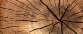 Les bois exotiques sont naturellement plus résistants à l’humidité © Daniel Spase, pxhere.com