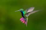 Des chercheurs ont étudié le vol des colibris à travers une cascade. © Chelsea, Adobe Stock