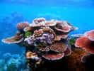 Le corail vit en colonie, fixé sur un support. © Toby Hudson, Wikipedia, CC by-sa 3.0