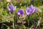 Crocus sativus peut se cultiver dans son carré de jardin. Ses filaments sont précieux et donnent la fameuse épice « safran » que l'on appelle aussi « or rouge. © Robert Casacci, Adobe Stock