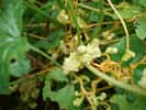 La cuscute est une plante parasite qui peut s'attaquer aux cultures maraîchères. © Ruddy BENEZET, Wikimedia Commons, cc by sa 3.0