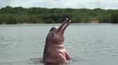 Un dauphin rose dans l'Amazone. Depuis des millions d'années, l'animal s'est adapté à ce milieu très différent de l'océan mais riche en nourriture. Sa longue histoire a été reconstituée méticuleusement. © French Connection Films