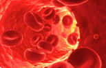Des globules rouges en bonne santé dans un vaisseau sanguin. Ils transportent l'oxygène dans un sens et le gaz carbonique dans l'autre grâce à l'hémoglobine qu'ils contiennent. Chez des patients atteints de drépanocytose, ils sont déformés car l'hémoglobine l'est aussi. Le seul traitement curatif actuel est la greffe de moelle osseuse. La thérapie génique pourrait venir s'y ajouter. © drepanocytose.net