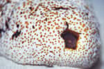 Un E. boraborensis photographié dans l'anus de Bohadschia argus, appelé aussi holothurie léopard. © orangkucing, CC by 3.0