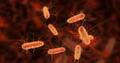 La bactérie modèle&nbsp;Escherichia coli ou colibacille fait partie de la famille des entérobactéries. © Kateryna_Kon, fotolia