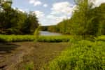 Le Grand étang de Saint-Estèphe en Dordogne, envahi par la Jussie à grandes fleurs (Luswigia grandiflora). ©&nbsp;Traumrune,&nbsp;Wikimedia Commons,&nbsp;CC by&nbsp;3.0